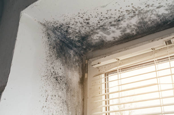 Affordable Hvac And Air Duct Mold Remediation solutions in Oxford, GA